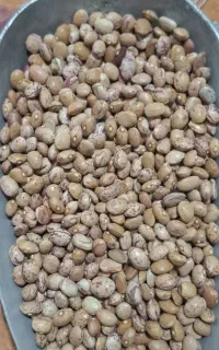 لوبیا چیتی درجه دو درشت