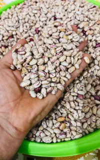 بذر لوبیا چیتی