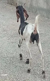بز پاکستانی جنس