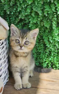 بریتیش بلک گلد