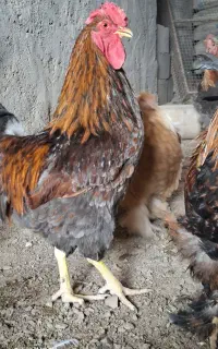 مولد برهما و ویاندوت