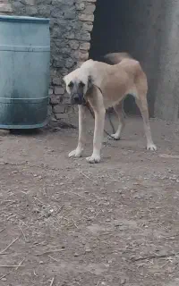 نگه بان