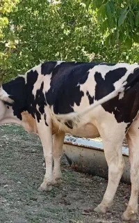 گاووشنگل