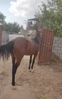 نر سه ساله .پر جنب و جوش