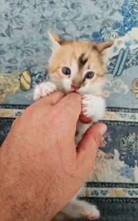 واگذاری گربه