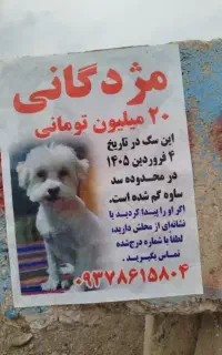 سگ شیتزو پودل
