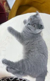 واگذاری بچه گربه