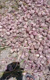 سیر بشاگرد