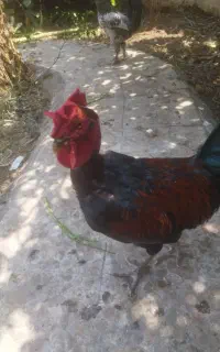 خروس دورگه