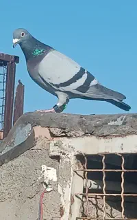 کود کبوتر  کاملا تمیز