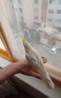 عروس هلندی بسیار رام و دستی