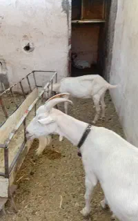 سه راس بز و سه راستی که کهره.