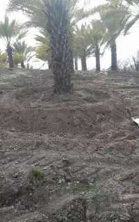 کشاورز باغبان