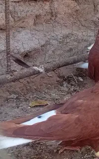 کفتر