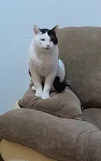 گربه