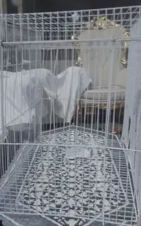 قفس پرنده و عروس هلندی