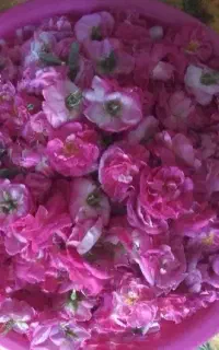 گل محمدی