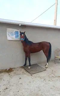 اسب نریان