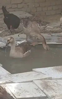 یک جفت قوغاز نر و ماده