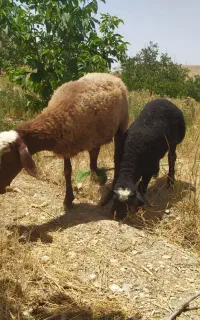 گوسفند جوان  بابره