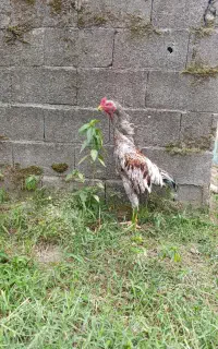 خروس لاری یک ساله