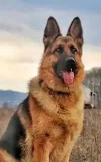 سگ خوب