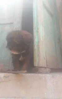 توله سگ برا فروش
