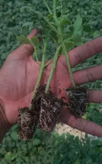 انواع نشا موجود است