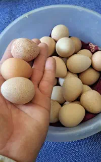 تخم مرغ شاخدار