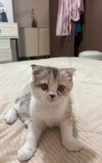 بچه گربه اسکاتیش