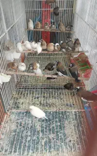 فنچ زبراوبنگالی نرماده مولد