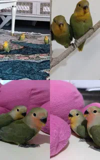 پرنده