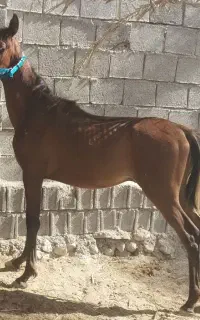 کره اسب نریان از سیلمی قهرمان بویر احمد