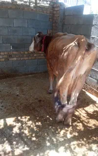 گاو جوان شیره دار ، گوساله