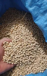 نخود محلی تمیز و تازه پختش بشرط موجود است