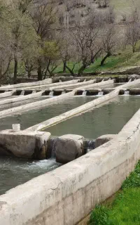 ماهی  پاک شده  تحویل درب منزل