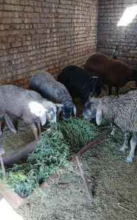 ۵عددبره نره خوشگل تمیز