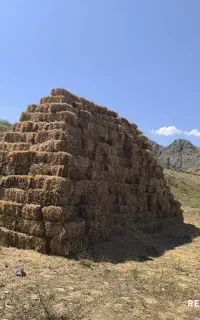 کولش گندم