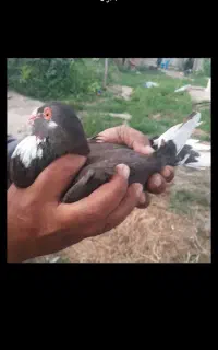 مینا دم سفید گم کردم جوجه داره