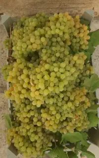 انگور محلی کشمش و عسگری