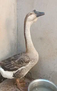 قوغاز