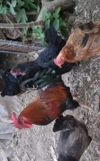 مرغ و خروس جوان