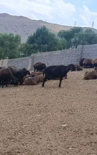 فروش میش قیمت مناسب