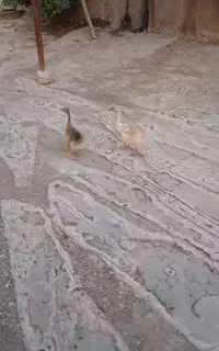 ایلام دره شهر