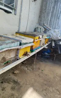 زنبور عسل