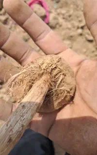 بزر زعفران.بنه