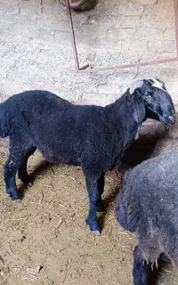 یک جفت بره نر پروار شده سنگین معاوضه با بره 20کیلو