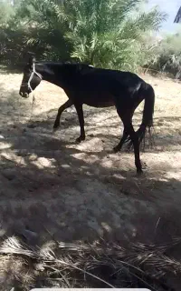 اسب مادیان