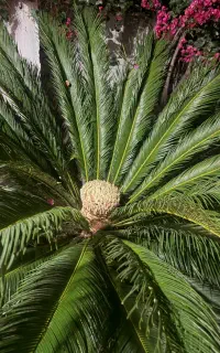 سیکاس بالای ۳۰ سال