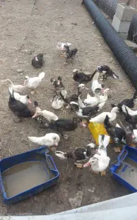 اردک اسرائیلی